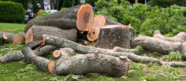 Large Tree Removal in Manassas