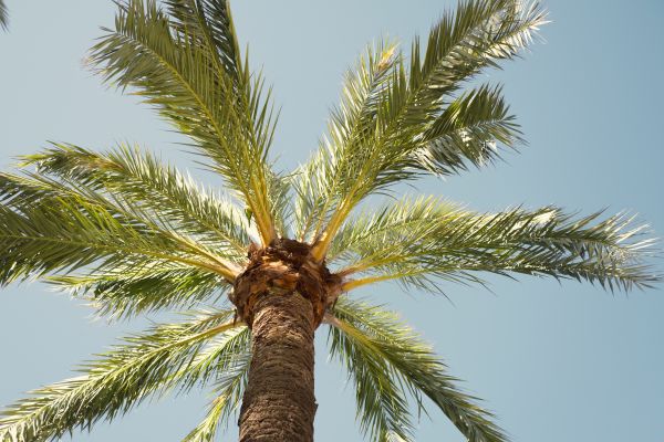 Palm Tree Removal in Manassas