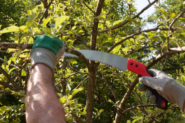 Small Tree Removal in Manassas
