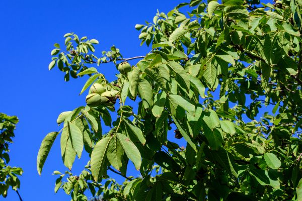 Walnut Tree Removal in Manassas