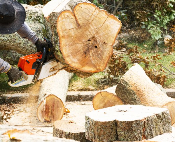 Tree Removal Service in Manassas