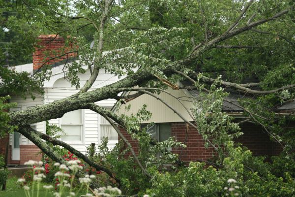 Emergency Tree Removal in Manassas