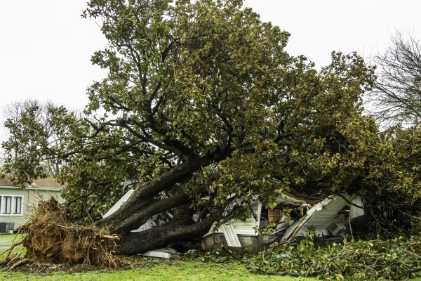 Fallen Tree Removal in Manassas