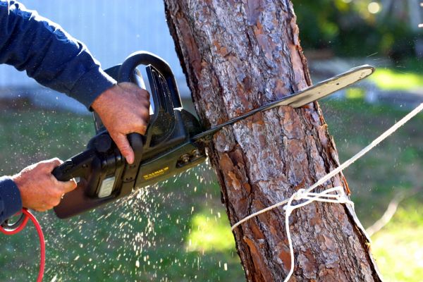 Dead Tree Removal in Manassas