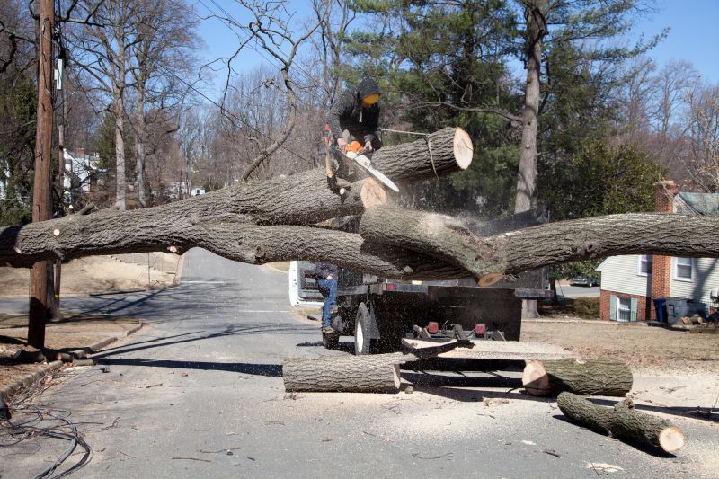 Tree Removal Companies